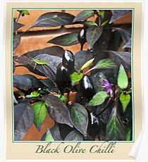Black Olive Chilli - Chilli Collection #2 Poster