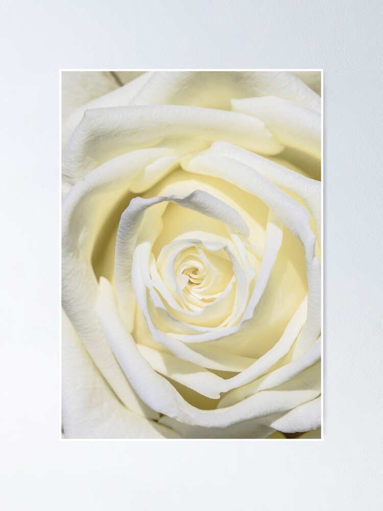 "White Rose Print, Rose Wall Art, Rose Printable, Floral Bedroom Decor
