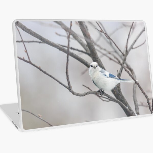 Azure tit, white prince Laptop Skin
