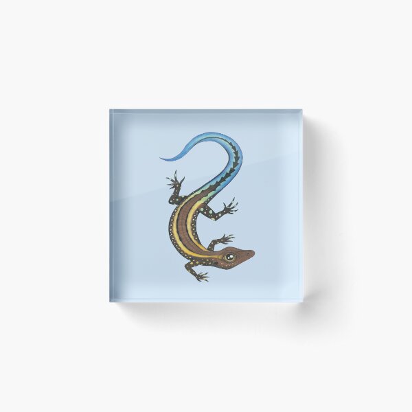 Blue-tailed Skink, (Cryptoblepharus egeriae) Acrylic Block