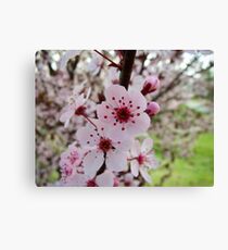 Blossoms Canvas Print