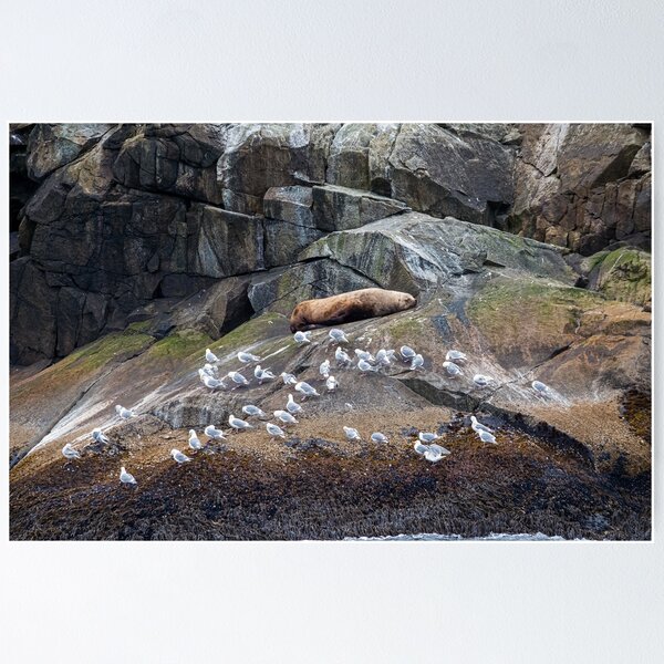 Item preview, Resting Sea Lion designed and sold by AndyKazie.