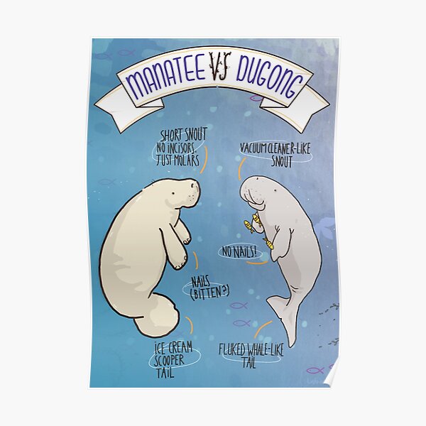 Manatee VS Dugong: an educational poster with a bit of humour illustration Poster