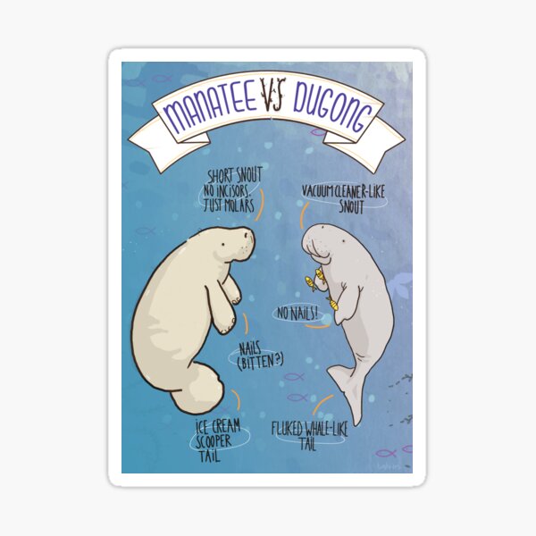 Manatee VS Dugong: an educational poster with a bit of humour illustration Sticker