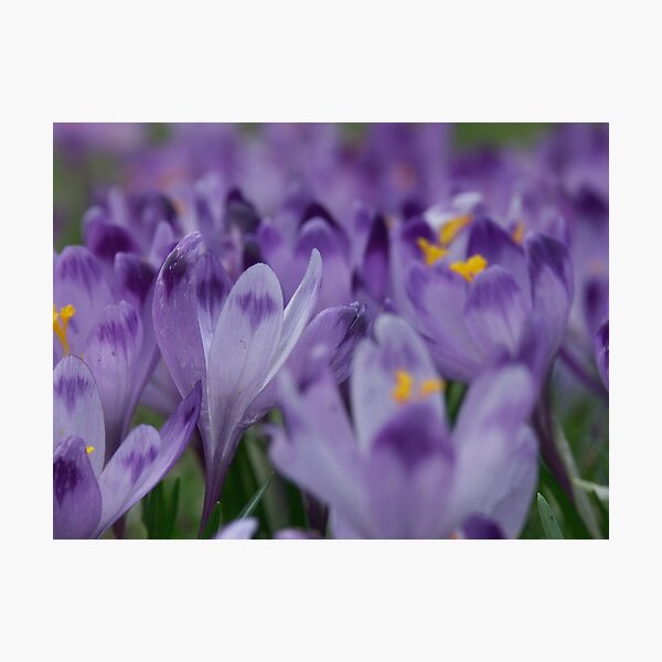 Aperçu de l'œuvre Wonderful  Spring Greetings from Poland .  My Dear Friends ! ! !   by Brown Sugar . F* . Views (632) . Favs (4) . Dziękuję !!! créée et vendue par © Andrzej Goszcz,M.D. Ph.D.