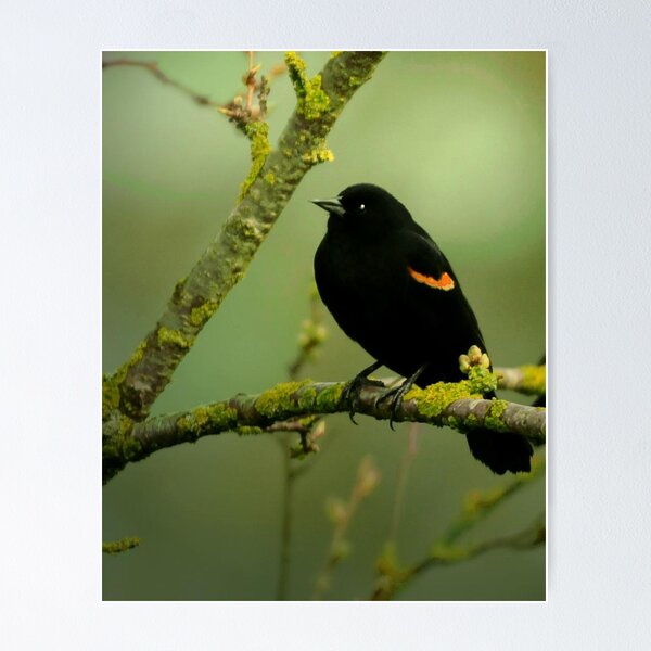 Item preview, REDWING BLACK BIRD designed and sold by RoseMarie747.