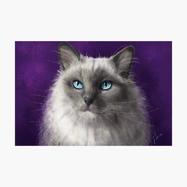 Ragdoll Cat Photographic Print
