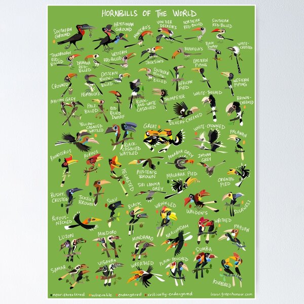 Hornbills of the World Poster