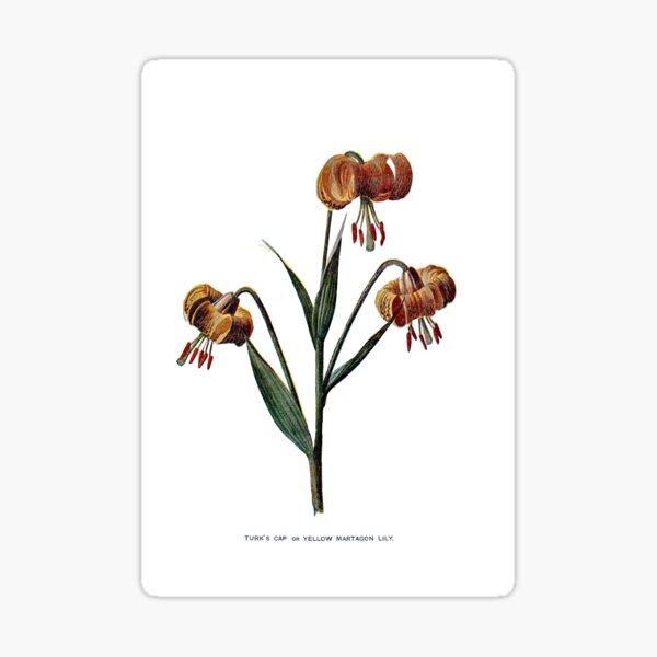 Item preview, Turk's Cap or Yellow Martagon Lily old designed and sold by simpson92.
