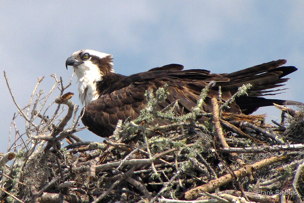 "Osprey on Nest" by Frank Bibbins Redbubble