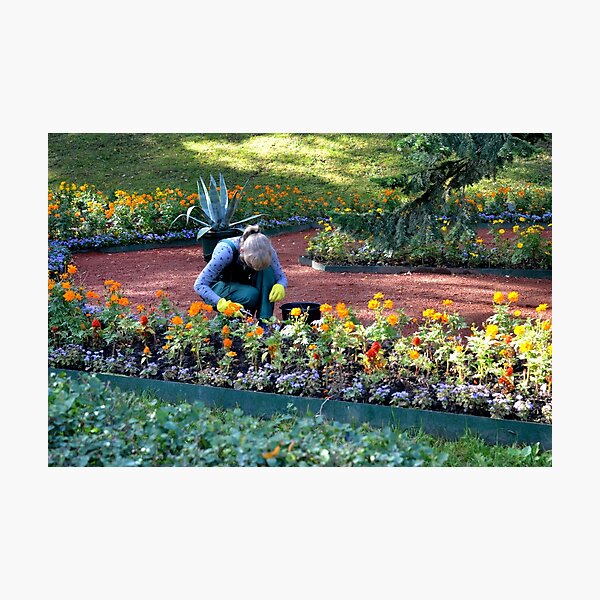 Item preview, Gardener tending to the Peterhof Gardens, Russia designed and sold by Margaret Shark.