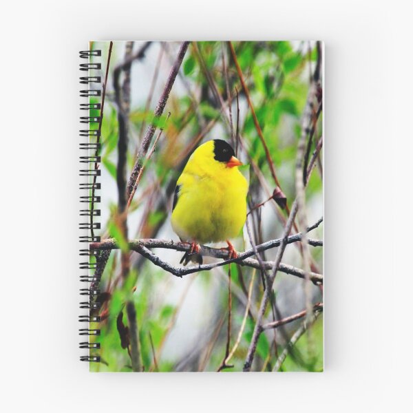 Item preview, YELLOW MALE GOLDFINCH PICTURE-PILLOW AND VARIOUS APPAREL designed and sold by ✿✿ Bonita ✿✿ ђєℓℓσ.