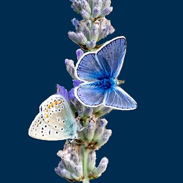 Vorschaubild zum Design Geschenkidee blaue Schmetterlinge auf Lavendel von Katja LebenFreude