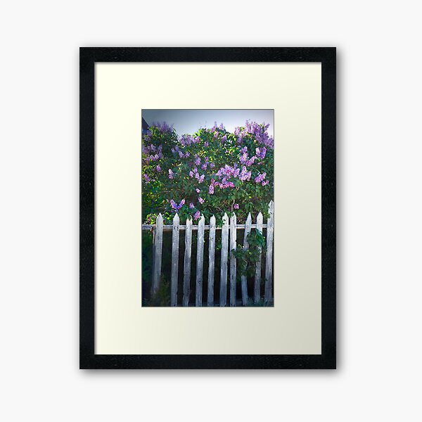 Lilac Fence Framed Art Print