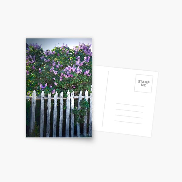 Lilac Fence Postcard