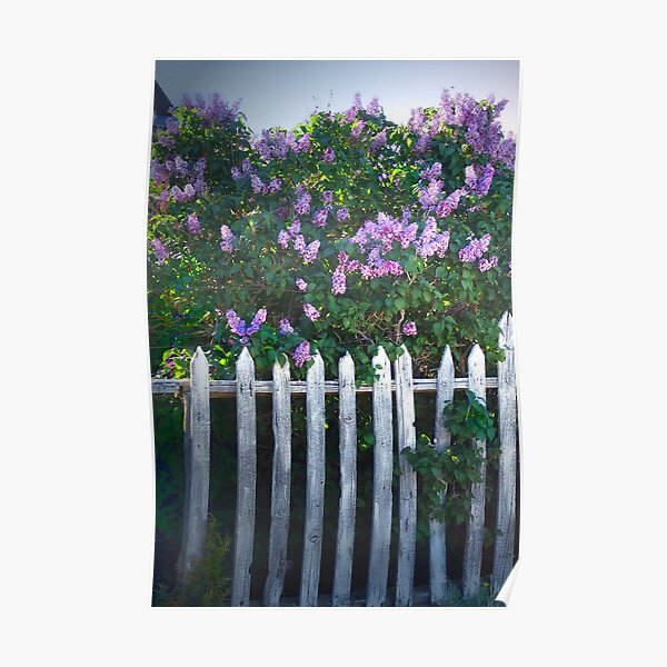 Lilac Fence Poster