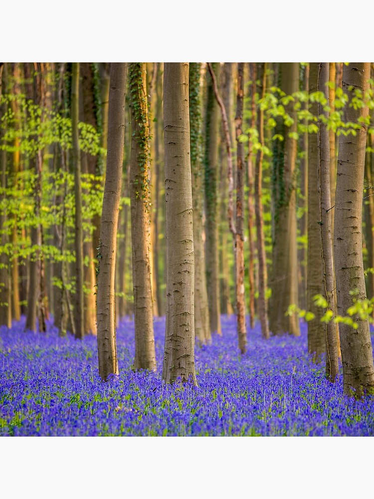 Blooming Bluebells in the Hallerbos in Belgium by bertbeckers