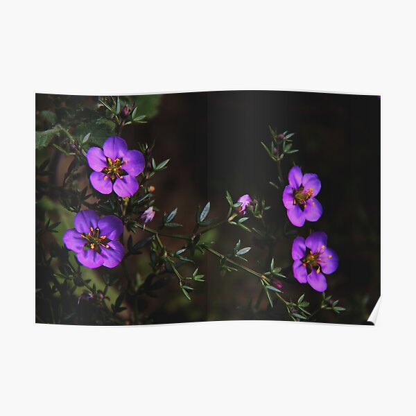 Fagonia cretica Poster