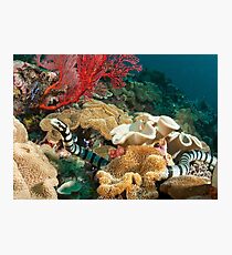 Banded Sea Krait off Port Moresby, Papua New Guinea Photographic Print