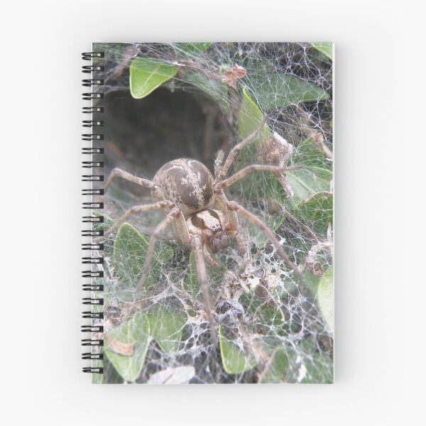 Item preview, Labyrinth Spider and Web Macro Photograph designed and sold by naturegallery.