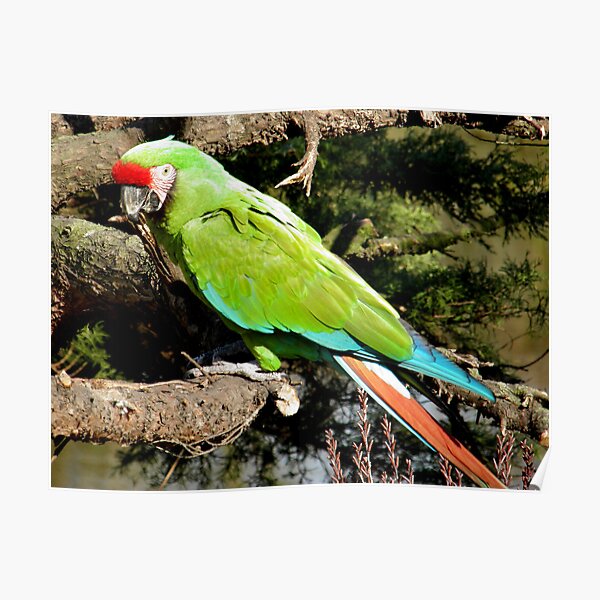 Parrot Poster