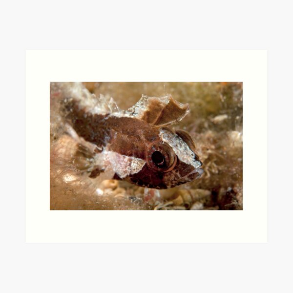 Item preview, How Cute Am I? designed and sold by James Peake Nature Photography..