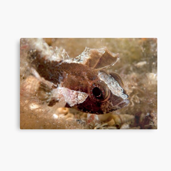 Item preview, How Cute Am I? designed and sold by James Peake Nature Photography..