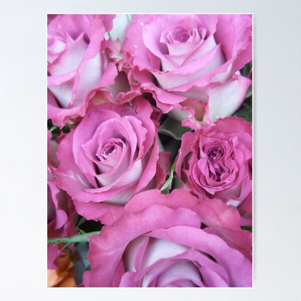 Item preview, Frilly Pink Roses designed and sold by rualexa.