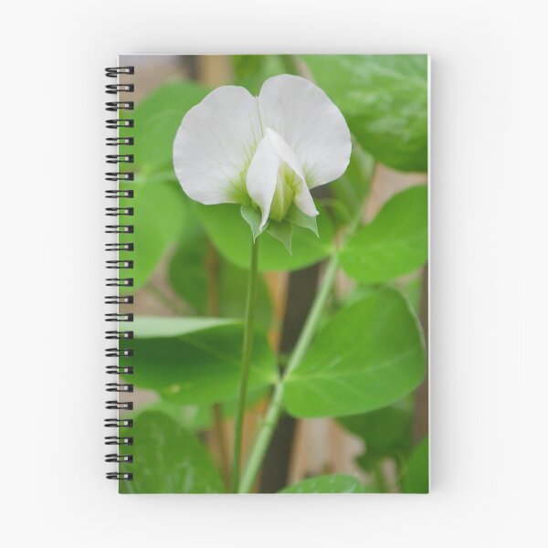 Item preview, White Pea Flower designed and sold by Betty Mackey.