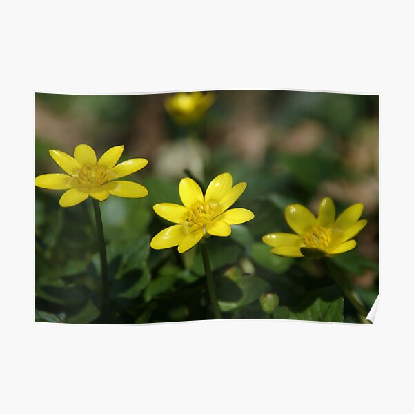 Lesser Celandine Poster