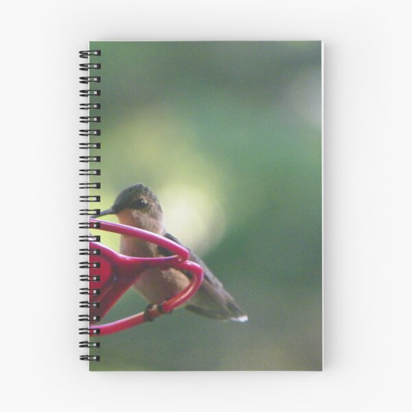 Item preview, Newbie Hummingbird designed and sold by MaryinMaine.