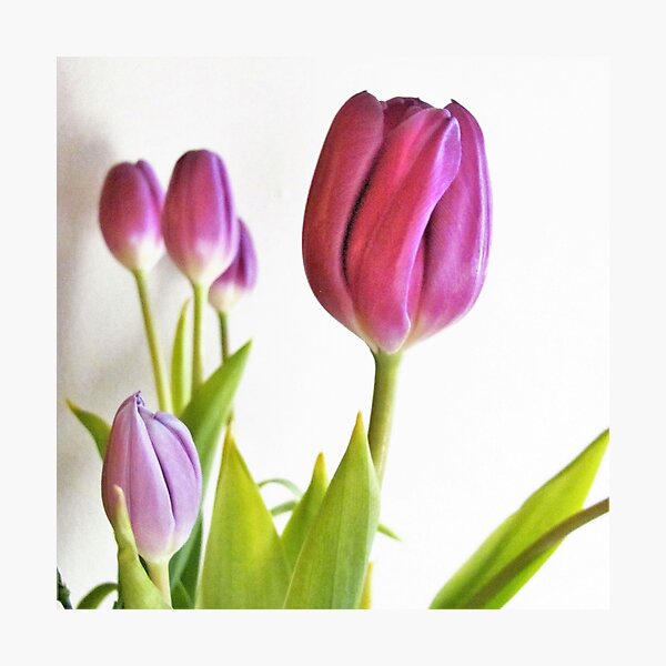 Pretty Purple Tulips Photographic Print