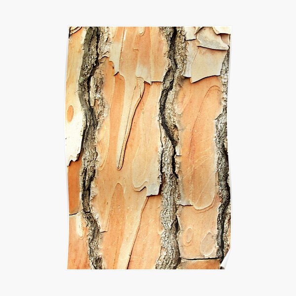 Art In Trees Poster