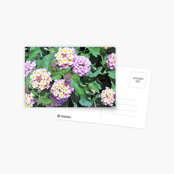 Lovely Lantanas Postcard