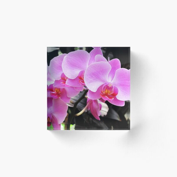 Arch Of Orchids Acrylic Block