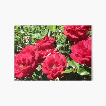 Bed Of Beautiful Red Roses Art Board Print
