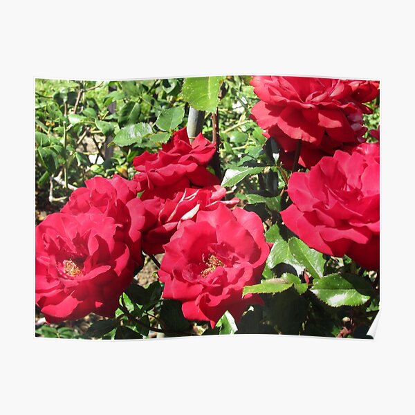 Bed Of Beautiful Red Roses Poster