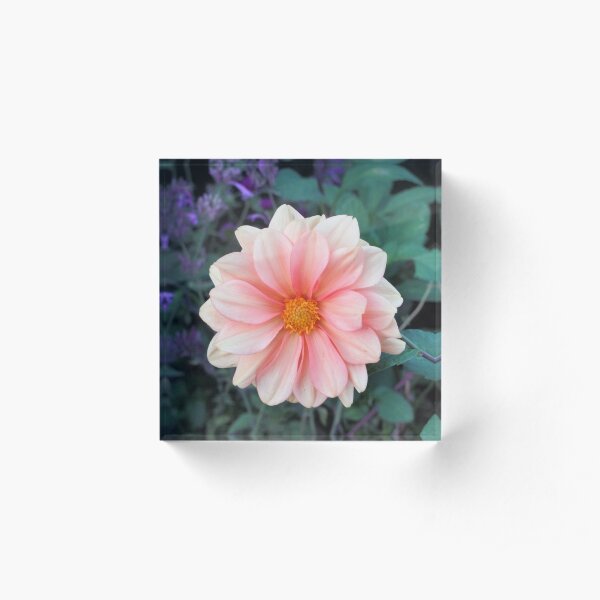 Blooming Blush Pink Dahlia Acrylic Block