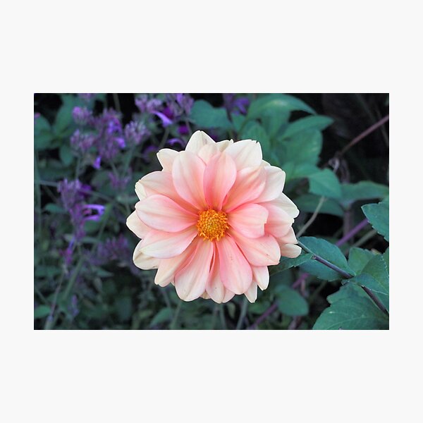 Blooming Blush Pink Dahlia Photographic Print