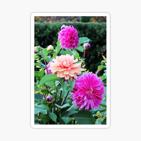 Pretty Pink Garden Sticker