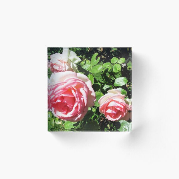 Roses Are Pink Acrylic Block