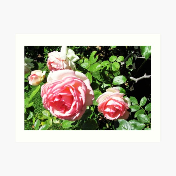 Roses Are Pink Art Print