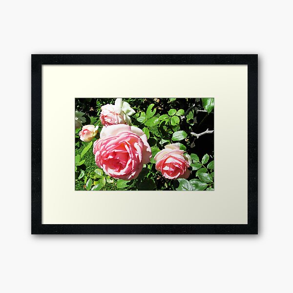Roses Are Pink Framed Art Print