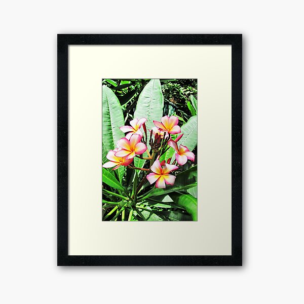 Pretty Plumerias Framed Art Print