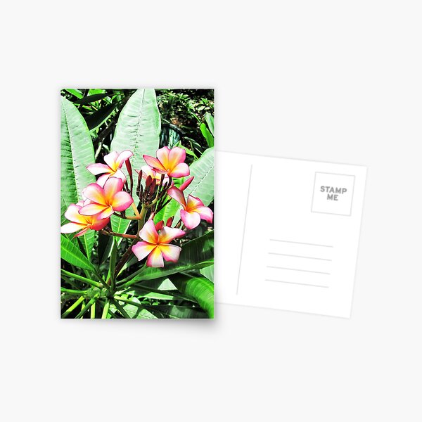 Pretty Plumerias Postcard