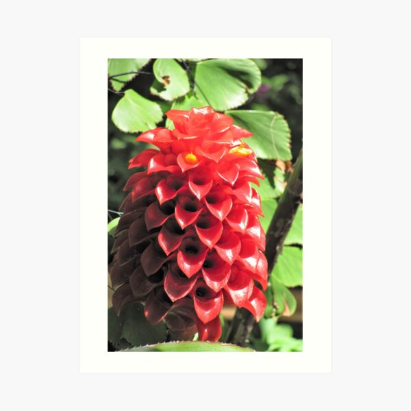 Cute Cone Flowers Art Print