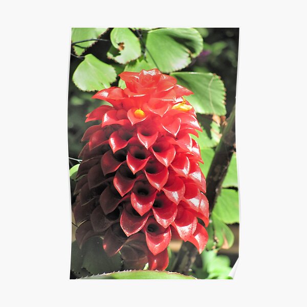 Cute Cone Flowers Poster
