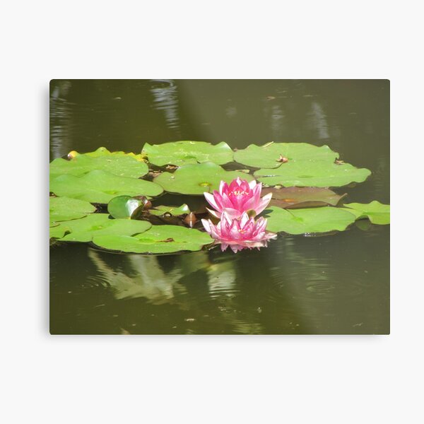 Wonderful Water Lilies Metal Print