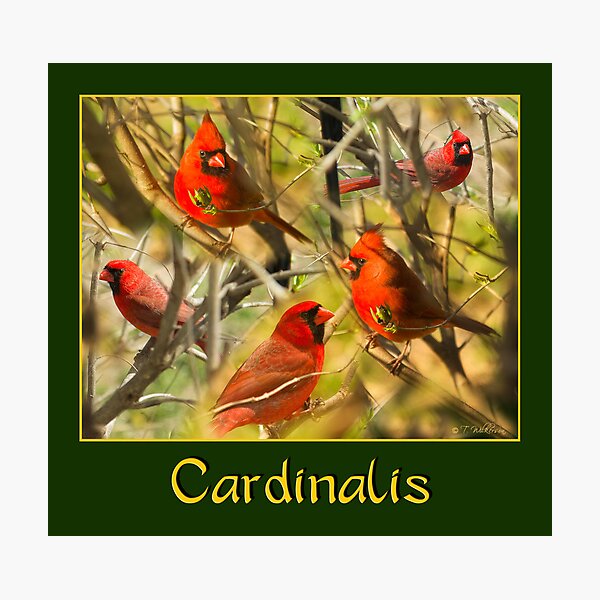 Cardinalis Collage Photographic Print