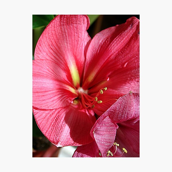 Artikelvorschau, Mauve Amaryllis entworfen und verkauft von Onehun.
